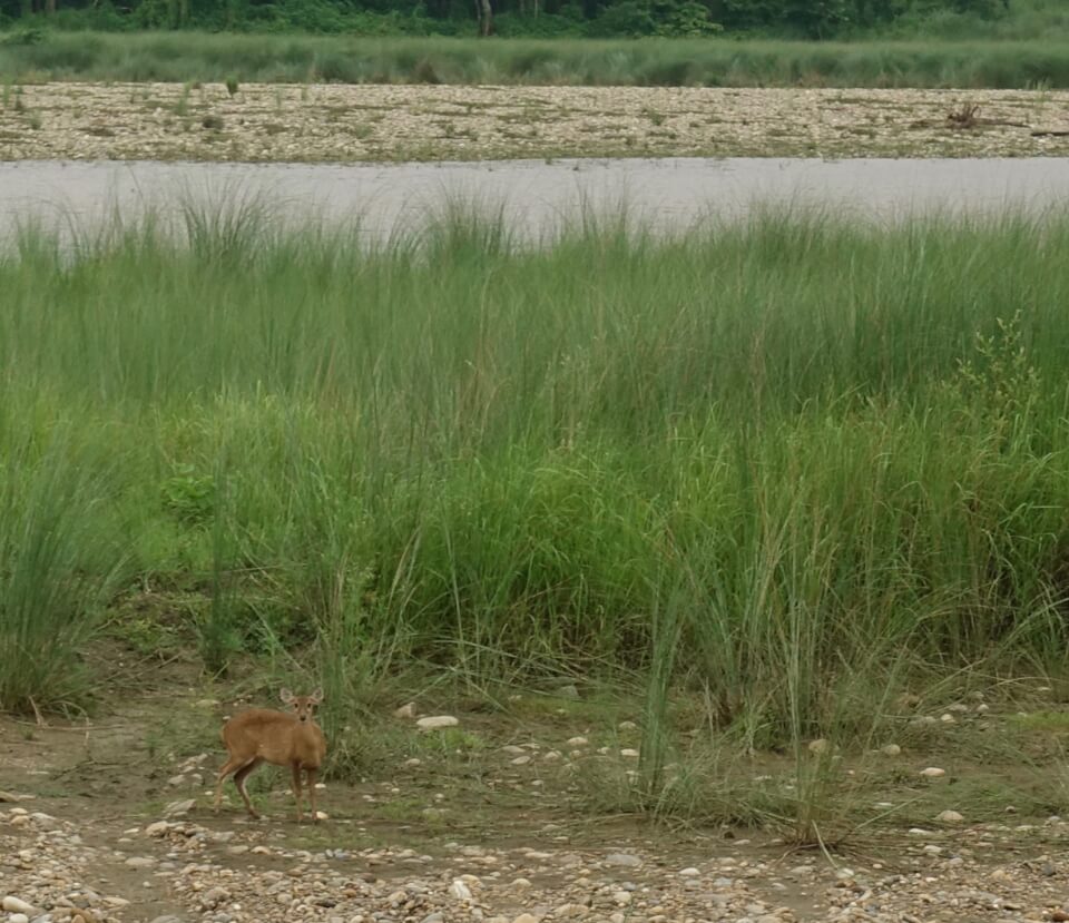 Chitwan. Med Tigerland Safari Resort
